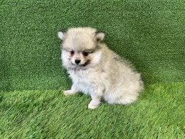 Miniature Spitz male Puppy for sale 010515754